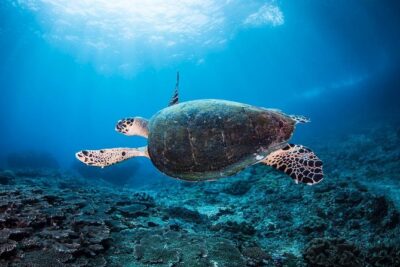 7 Fun Dives in Nusa Lembongan (for certified divers) – Premium Value Package