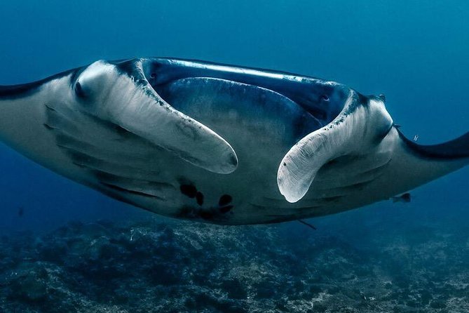 7 Fun Dives in Nusa Lembongan (for certified divers) - Premium Value Package - Who qualifies, and what the one-year rule means