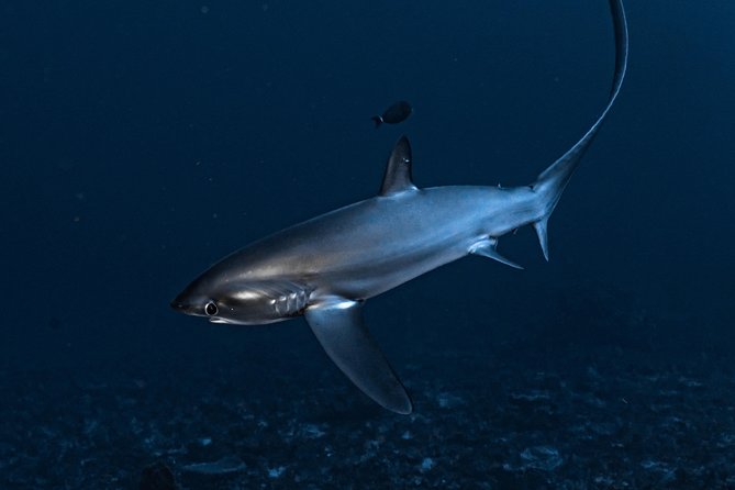 7 Fun Dives in Nusa Lembongan (for certified divers) - Premium Value Package - Transfers from Nusa Lembongan make the package easier