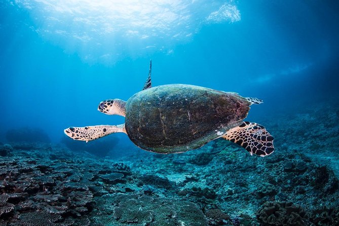 7 Fun Dives in Nusa Lembongan (for certified divers) - Premium Value Package - Crystal Bay and the search for Mola Mola