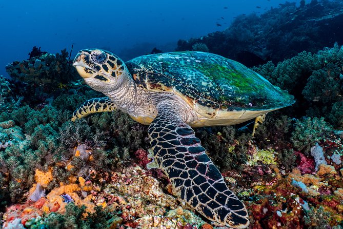 7 Fun Dives in Pemuteran (for certified divers) - Exploration in Menjangan Park - The 15-minute ride to the harbor