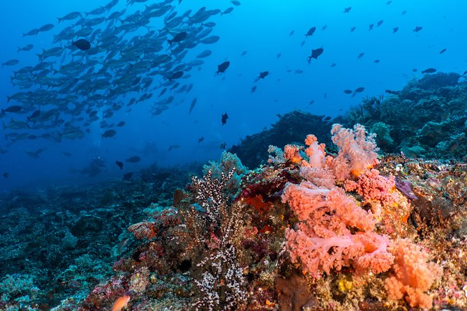 7 Fun Dives in Pemuteran (for certified divers) - Exploration in Menjangan Park - What the seven sessions feel like