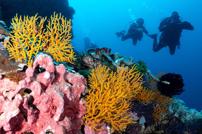 7 Fun Dives in Pemuteran (for certified divers) - Exploration in Menjangan Park - The marine park fee and the real cost