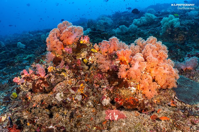 7 Fun Dives in Pemuteran (for certified divers) - Exploration in Menjangan Park - Safety, certification, and fitness