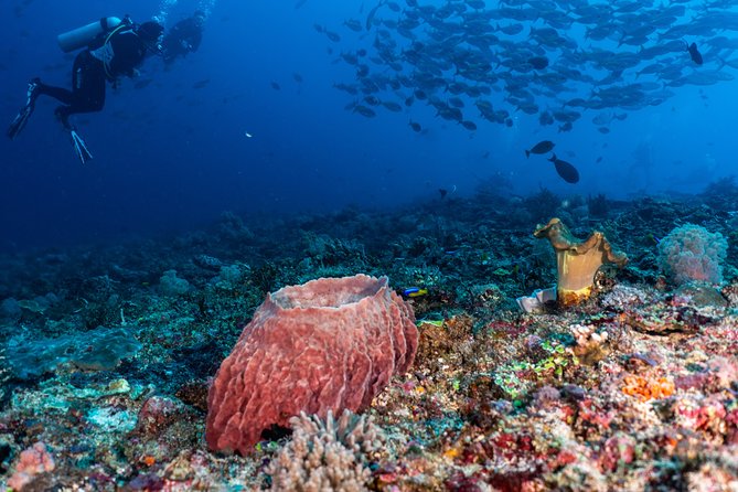 7 Fun Dives in Pemuteran (for certified divers) - Exploration in Menjangan Park - A fair look at the guides