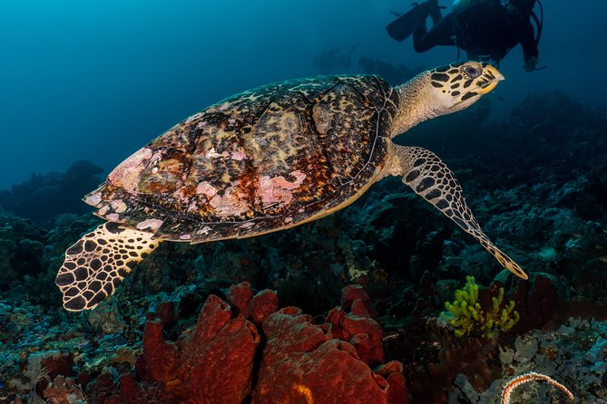 7 Fun Dives in Pemuteran (for certified divers) - Exploration in Menjangan Park - Eels Garden, POS 2, Mandarin, and Cave Point