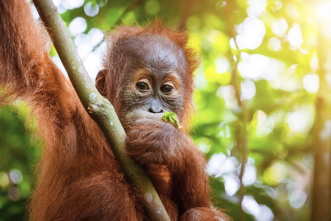 8 days group tour in Sumatra - Day 6: Mount Sibayak and the long road to Lake Toba
