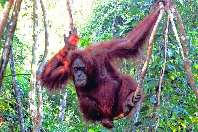 8 days group tour in Sumatra - Day 8: Returning to Medan