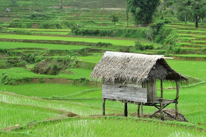 Active Volcano, Rice Field, Hot Spring, Fruit market, Tea Plantation with Lunch - Sundanese lunch, koi, and a coffee lesson