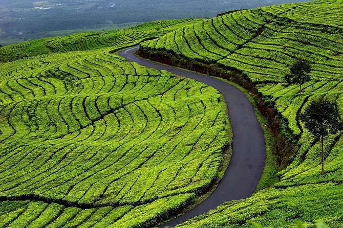 Active Volcano, Rice Field, Hot Spring, Fruit market, Tea Plantation with Lunch - A short look at Subang rice farming