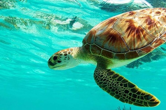 All Inclusive : Bali Blue Lagoon Snorkeling, Lunch, and Transport - Key points to know before booking