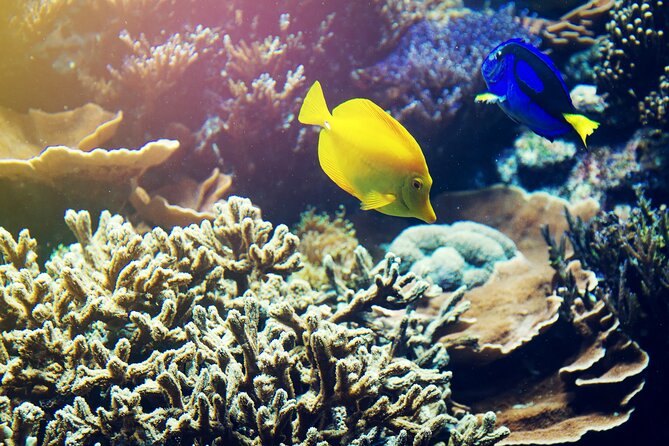 All Inclusive Bali Blue Lagoon Snorkeling with Lunch and Transport - Private Transport Makes the Long Route Easier