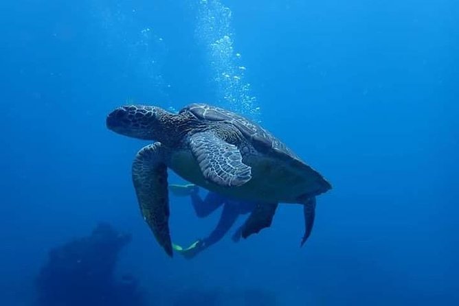 All Inclusive Bali Scuba Diving at Tulamben with Lunch -Transport - The morning pickup from Ubud and other resort areas