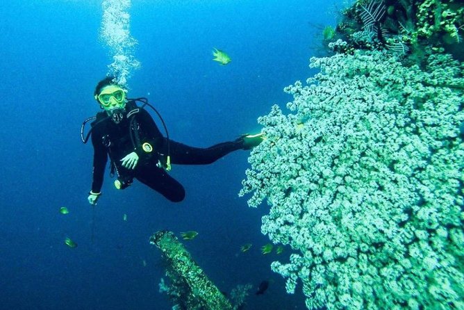 All Inclusive Bali Scuba Diving at Tulamben with Lunch -Transport - What you may see beneath the surface