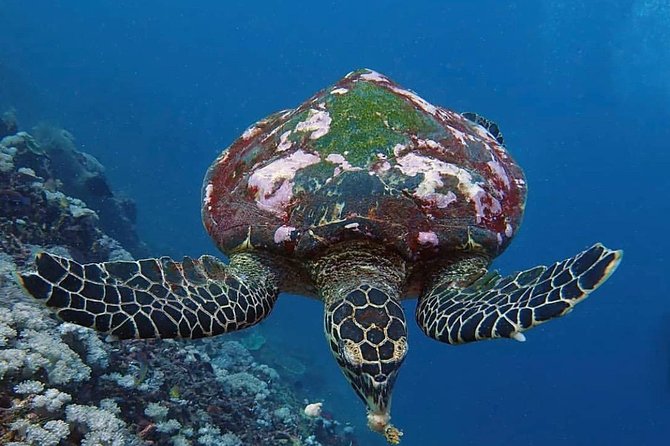 All Inclusive Bali Scuba Diving at Tulamben with Lunch -Transport - The private format and who should book