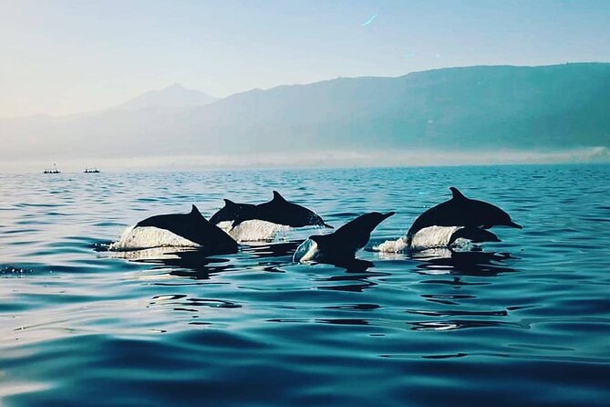 All inclusive Lovina Dolphins Sunrise tour, Waterfall & Temple - Lovina Beach and the sunrise dolphin boat