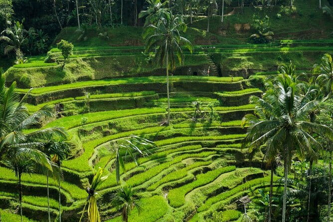 All Inclusive of Ubud Top Attraction - Why this Ubud day works well
