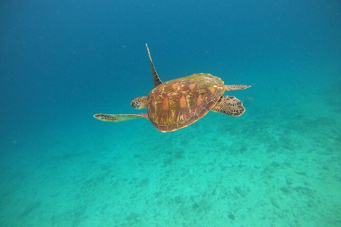 All Inclusive Snorkeling at Blue Lagoon with Lunch - The 8:00 am pickup sets the pace