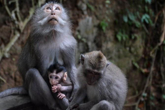 All-Inclusive Ubud Private Tour - What this private Ubud tour is really like