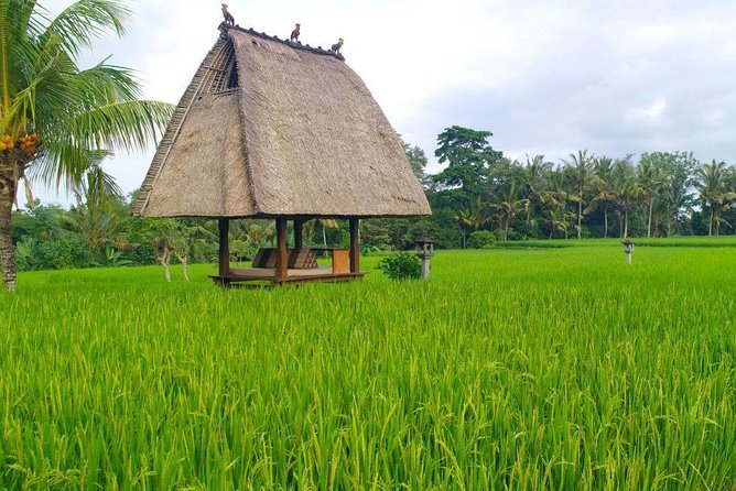 All-Inclusive Ubud Private Tour - Reading the rice terraces at Tegalalang