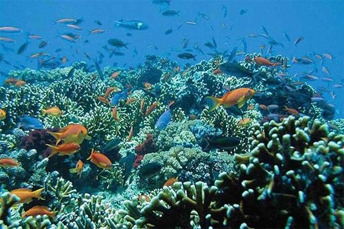 All Ticket Inclusive-Blue Lagoon Snorkeling-Ubud Monkey Forest & Ubud Waterfall - Lunch and the useful extras
