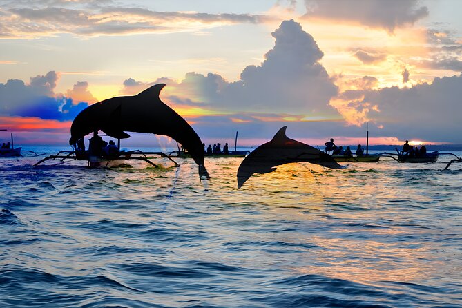 Amazing Bali Dolphin Watching Trip Experience - Is $80 good value for this much Bali?