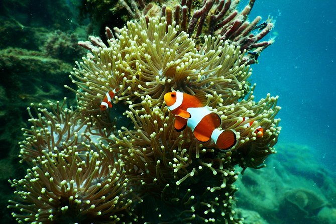 Amazing Blue Lagoon Snorkeling with Private Hotel Transfer - Tanjung Jepun and the second snorkeling session