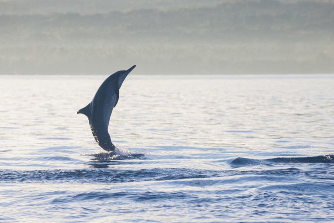 Amazing Private Tours: Dolphins Lovina and Gitgit Waterfall include Lunch - Lovina dolphins at first light