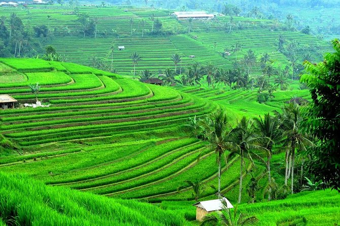 Ancient Temples and Jatiluwih Rice Terrace Private Tour - Coffee, Mountain Roads, and the Beratan Temples