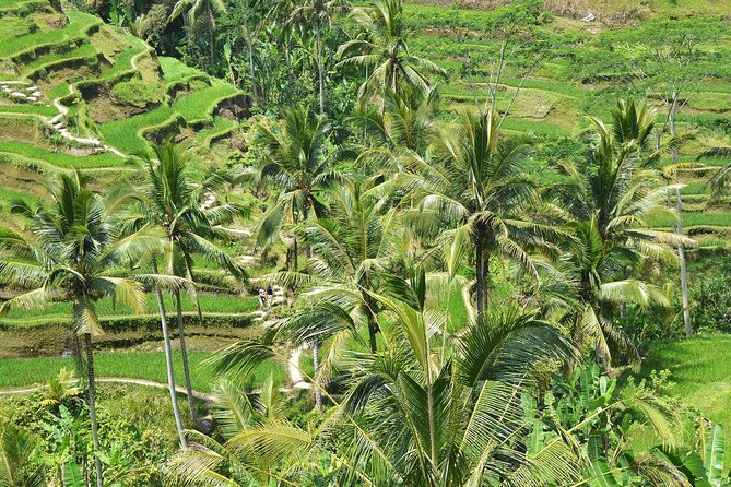 Bali Airport Arrival Transfer and Private Car Charter Combo - Vehicle comfort, luggage, and the small practical details