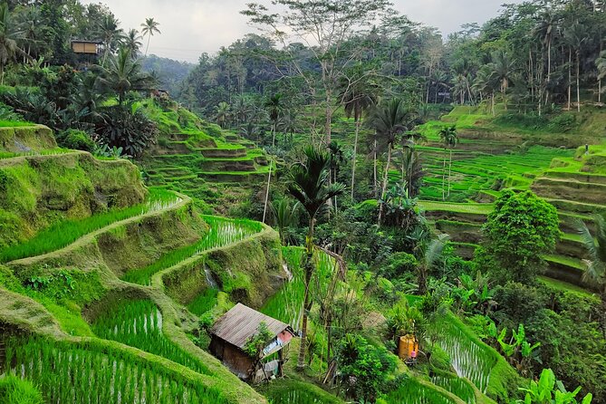 Bali Airport Pickup Transfer to Ubud Area (Private) - A private car instead of a shared airport shuttle