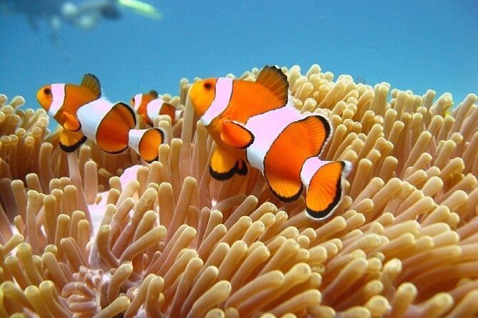 Bali ATV Quad Bike Adventure and Snorkeling Tour - Who should book this Bali combo?