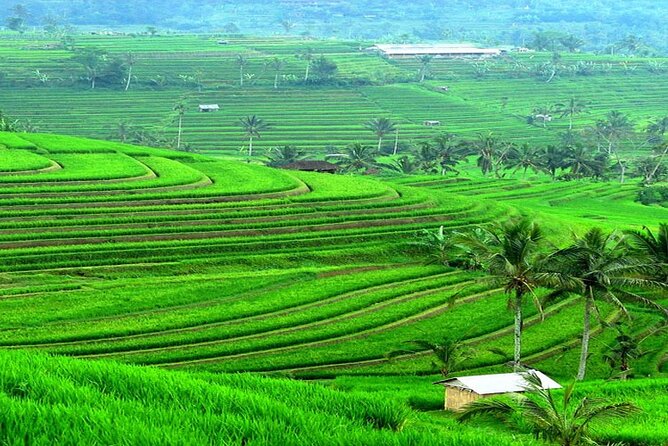 Bali: Bedugul Lake Temple, Banyumala Waterfall, UNESCO Rice Field - Walking through Jatiluwih’s UNESCO rice fields
