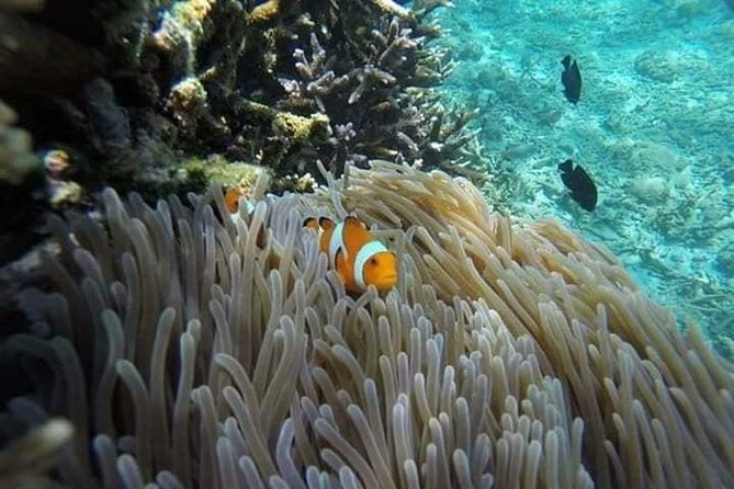 Bali Best Snorkeling at Blue Lagoon - Blue Lagoon and Tanjung Jepun, two different looks at Bali’s reefs