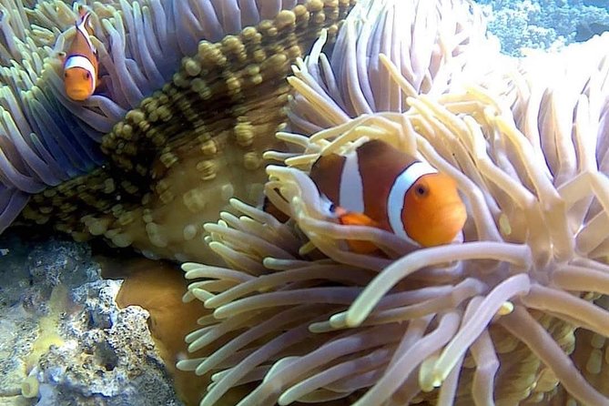 Bali Best Snorkeling at Blue Lagoon - Meeting in Padangbai, not central Kuta