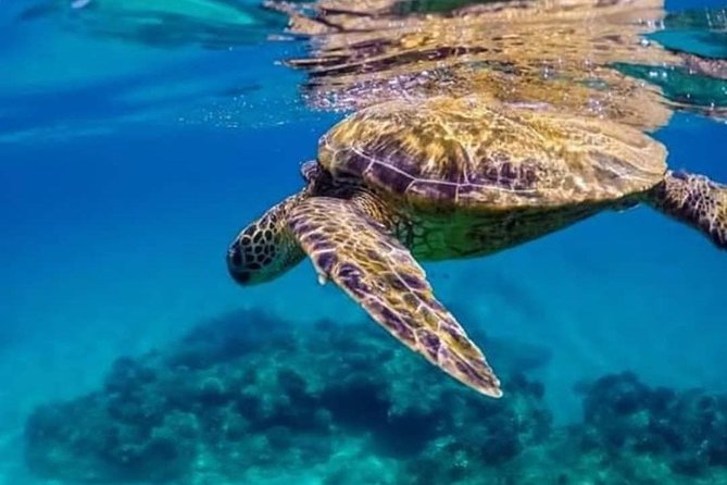Bali Best Snorkeling at Blue Lagoon - Private transport and a small-group feel