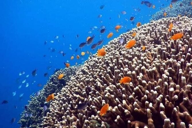 Bali Best Snorkeling at Blue Lagoon - Why beginners and families may like this outing