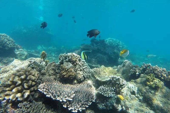 Bali Best Snorkeling at Blue Lagoon - Marine life, from Nemo to sea turtles