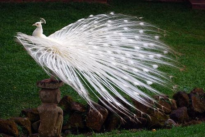 Bali Bird Park Admission Ticket - Key things to know before you go