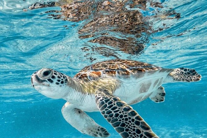 Bali Blue Lagoon Snorkeling with Optional Tour & Activities - Guides, equipment, and group size