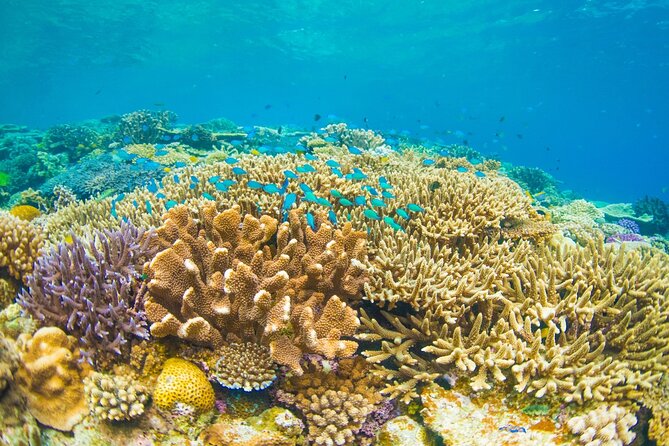 Bali Blue Lagoon Snorkeling with Private Transfer and Lunch - Lunch, showers, and the useful extras