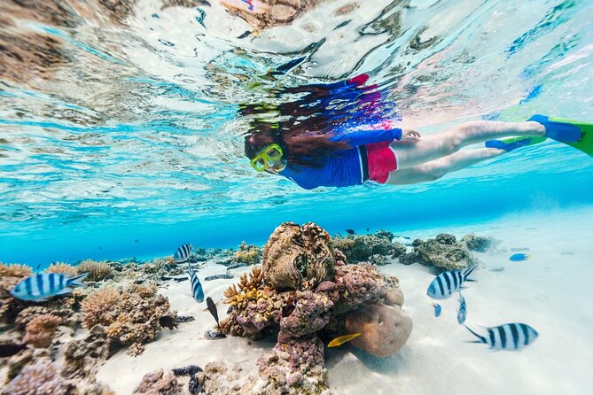 Bali Blue Lagoon Snorkeling with Private Transfer and Lunch - What the private format changes
