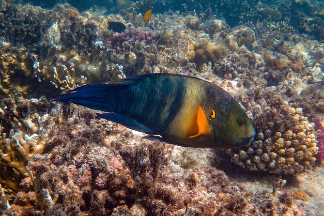 Bali Blue Lagoon Snorkeling with Private Transfer and Lunch - Practical points before you book