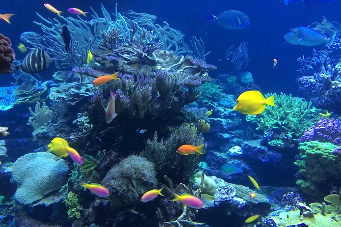 Bali Blue Lagoon Snorkeling with Private Transfer and Lunch - Blue Lagoon’s coral and coastal water