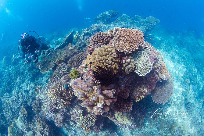 Bali Diving Day Trip-Manta Point/Tulamben Shipwreck-Fun Dive - What the $95 day really offers