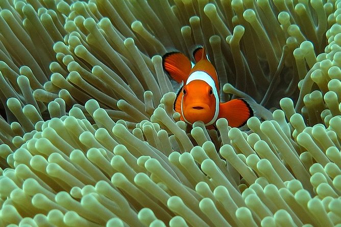 Bali Diving for Beginners: Tulamben Liberty Wreck - Why Tulamben’s Liberty Wreck Works for a First Scuba Experience