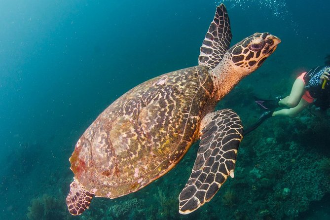 Bali Diving for Beginners: Tulamben Liberty Wreck - The Morning Plan: From Hotel Pickup to Shallow-Water Practice