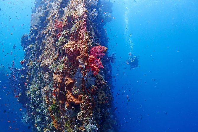 Bali Diving for Beginners: Tulamben Liberty Wreck - What Marine Life You Might See Around Tulamben