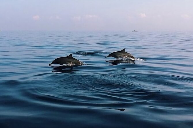 Bali Dolphin Lovina tour and Ulundanu Beratan - Lovina Beach and the traditional boat ride