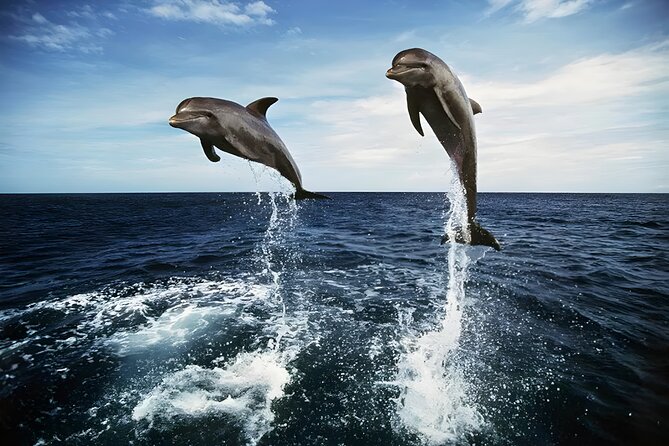 Bali Dolphin Watching Sunrise Tour in Lovina Beach - Why the 3 a.m. start is worth considering